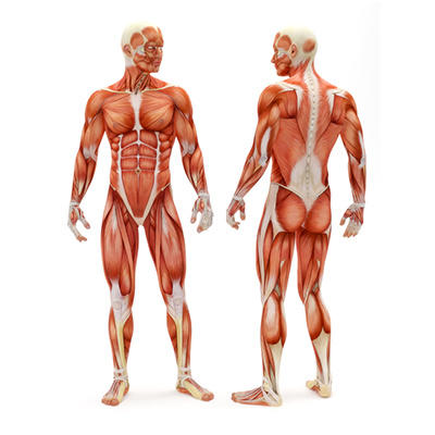 muscle.jpg
